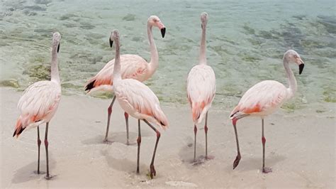 Where To See Flamingos In The Bahamas Complete Guide Travellers Elixir