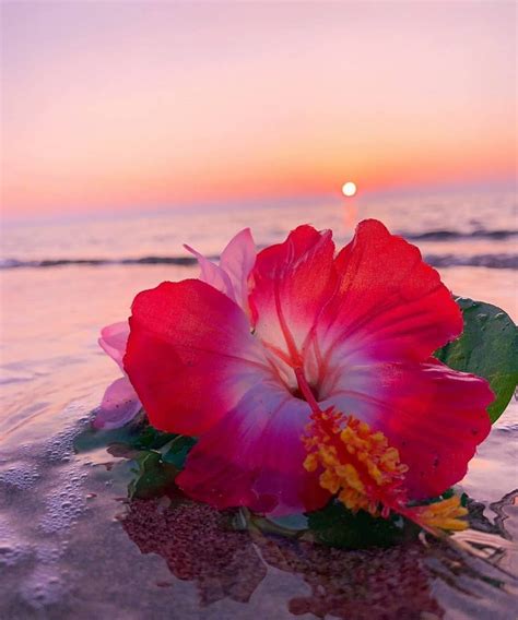 Image May Contain Ocean Flower Sky Plant Nature Outdoor And Water