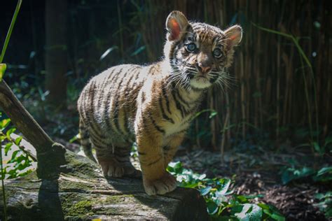 National Zoo Sends Tiger Cub To San Diego Wtop