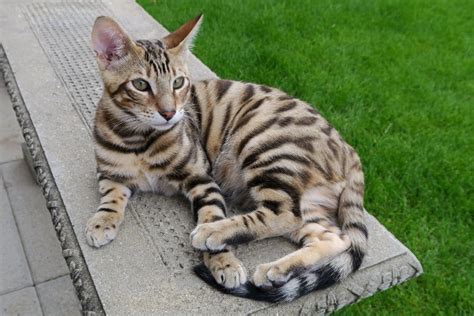 How Much Does It Cost To Own A Toyger Cat 2024 Pricing Guide Catster