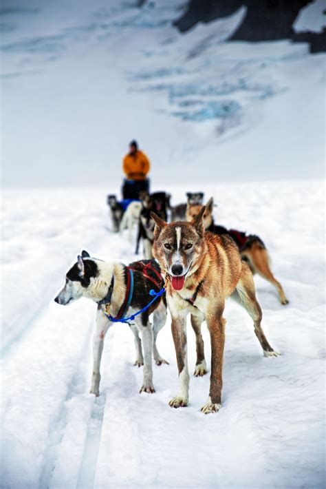 Where To Go Dog Sledding In Alaska Celebrity Cruises