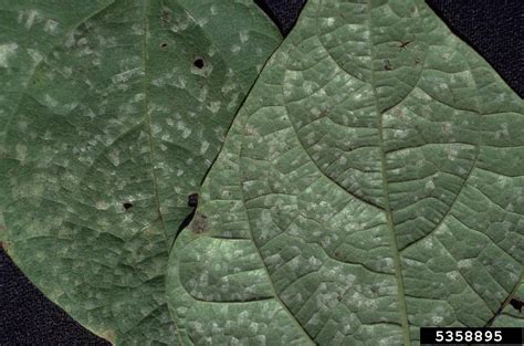 White Leaf Spot Pseudocercosporella Albida