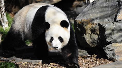Adelaide Zoos Pandas Fail To Mate But Got ‘so Close The Australian