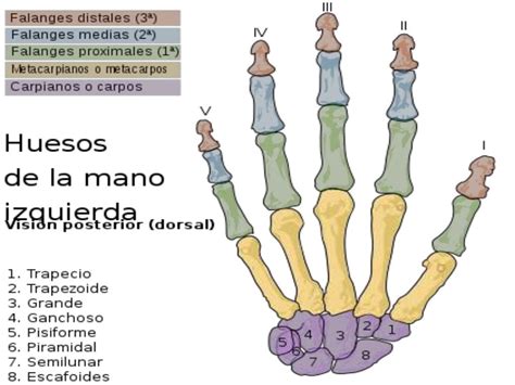 Articulaciones De Mano