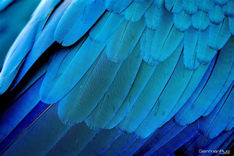Blue Feathers © Blue Feather Feather Blue