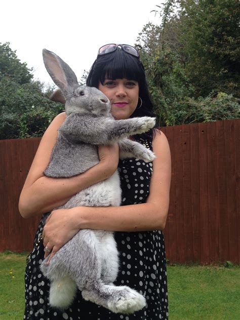 Here is a basic overview on how to care for a pet rabbit. Continental Giant Rabbit: Facts, Temperament, Care, with ...