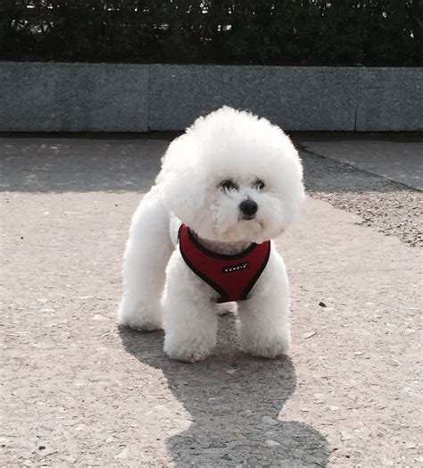 The 14 Cutest Bichon Frises Currently Online Page 4 Of 5 Pettime