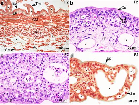 Uterine Histology Of F2 Female Of Fluvitrygon Signifer The Entire Download Scientific Diagram