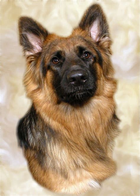 Alsatian German Shepherd Dog A4 Photo Image Picture Print By