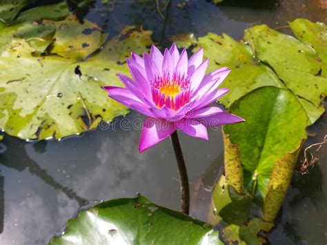 Asian Nymphaea Nouchali Flower Blue Lotus Flower Stock Photo Image Of