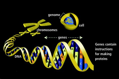 This is a simplified introduction to chromosomes and chromosome abnormalities. Genes - Definition, Function, and Mutations