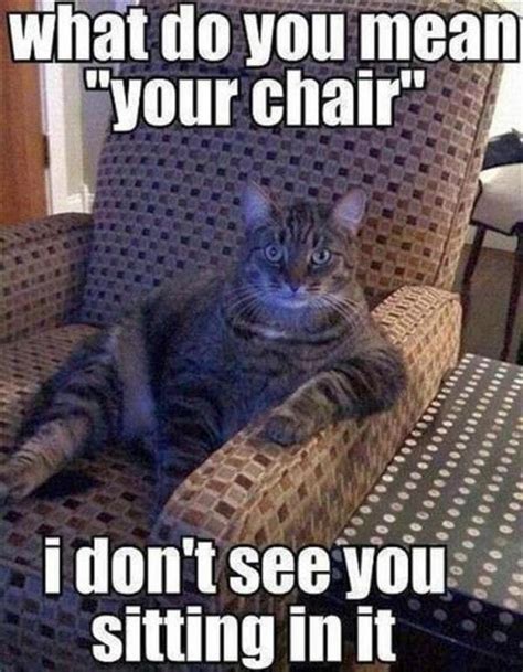 What Do You Mean Your Chair Cat Meme Of The Decade Lol Cat