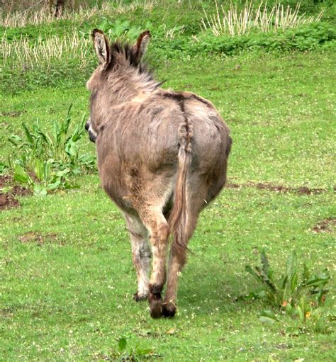 Donkey Ass