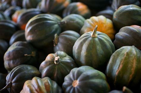 Grocery stores tend to offer many types for up to about three dollars a pound as fresh. 8 Best Types of Squash for Beginners to to Grow