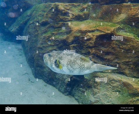 An Underwater Photo Of A Puffer Fish Swimming Among The Rock And Coral
