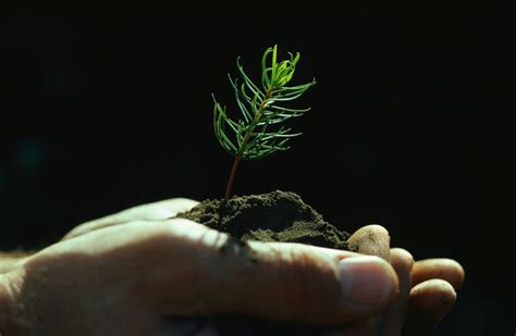 Tree Seedling Or Sapling Transplant Instructions