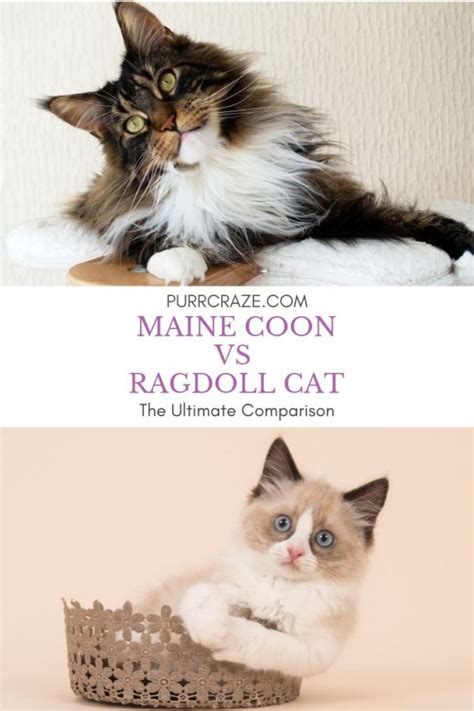 Maine Coon Vs Ragdoll Cat Which Breed Suits You Purr Craze 2022