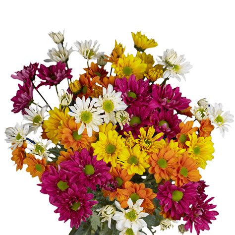 Carvel coupons and promo codes. Daisy Pom Poms Flowers 24 Hours Delivery | GlobalRose