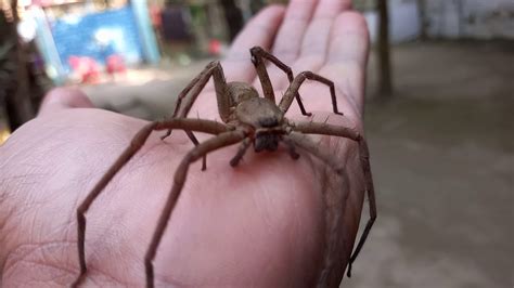 Huntsman Spider Close View Ever I Caught Big Spider Suddenly Huntsman Visit Youtube