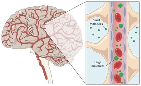 Blood Brain Barrier Blood Brain Barrier Function And Cells