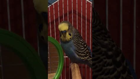 Parakeet Sounds Youtube