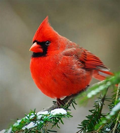 Im Pinning State Birds Today Starting With The Very Popular
