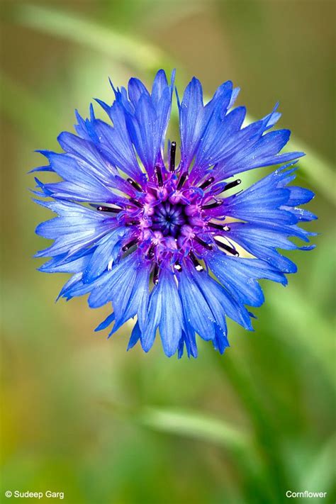 German National Flowers