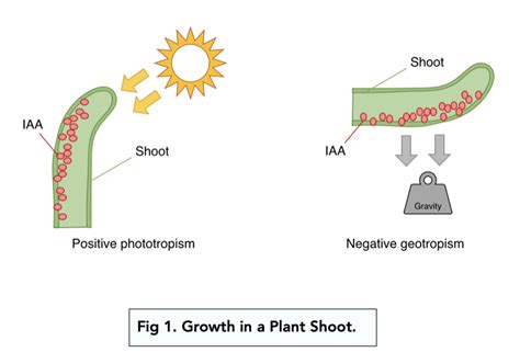 Auxin In Phototropism And Geotropism A Level Biology Study Mind