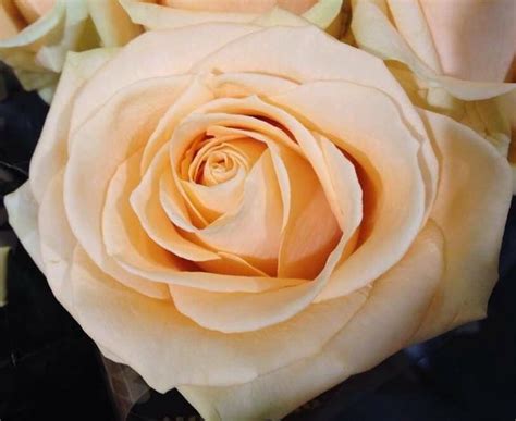 Rose Peach Avalanche 80cm Розы Английская роза