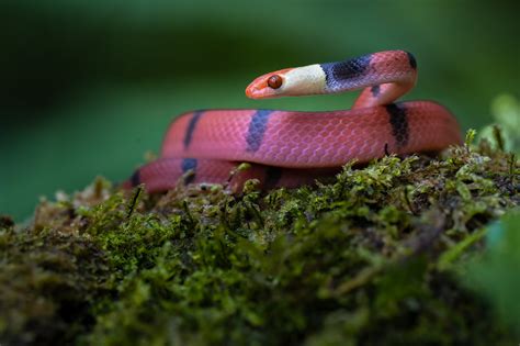 A Red Eyed Tree Snake Posing With His Head Up