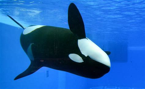 Kayla Orca Orcas Seaworld Flickr