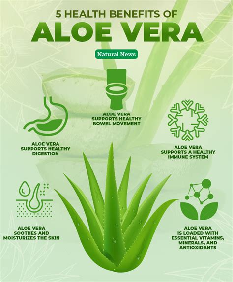 Aloe Vera The Plant Of Immortality With Proven Health Benefits