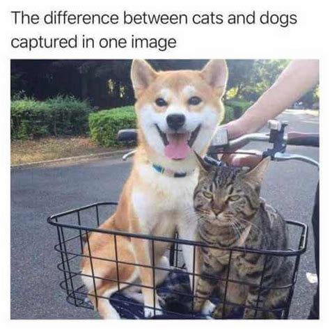 Top 50 Dog And Cat Memes Can Dog And Cat Be Friends