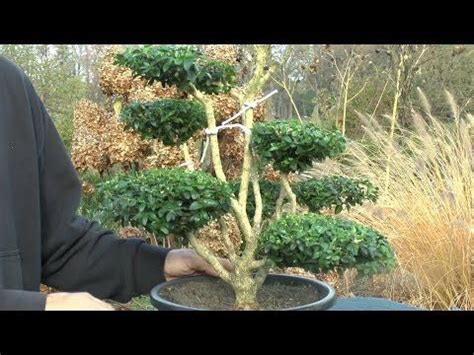 Hier erfahren sie, wann, wie oft und mit welchem werkzeug sie buxus sempervirens am besten schneiden. Buchsbaum Formschnitt und Gestaltung - YouTube | Buche ...