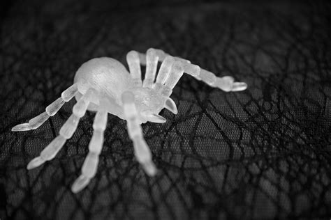 Halloween Spider Free Stock Photo Public Domain Pictures