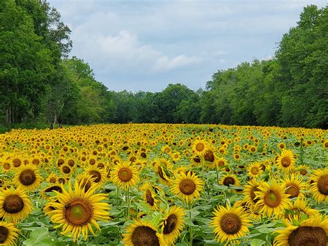 A Great Day To Visit The Sunflower Fields Mckee Beshers Wildlife