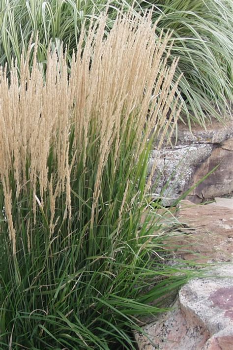 Buy Karl Foerster Feather Reed Grass Plant For Sale Online