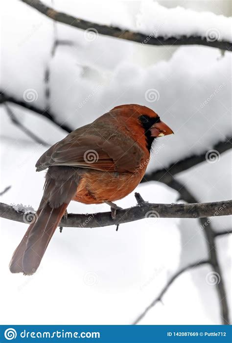 Snowy Male Cardinal Holding Seed Stock Image Image Of Branch Snowy