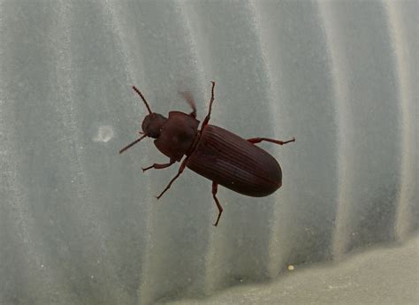 Besonders sobald die tiere massenweise auftreten und erhebliche zerstörung anrichten. Käfer rotbraun 2 cm im Haus (Tiere, Insekten, Ungeziefer)