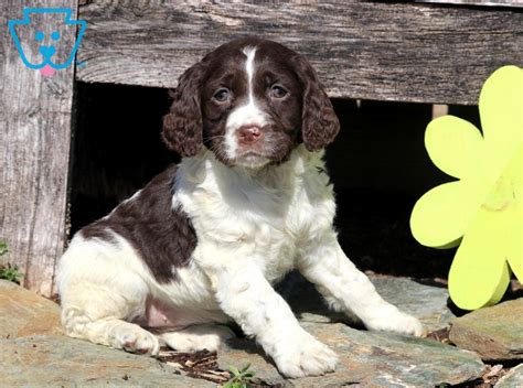 Ruby | English Springer Spaniel Puppy For Sale | Keystone Puppies