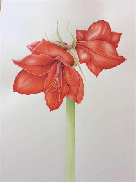 Amaryllis Flower Drawing Amaryllis Ink Flower Line Graphic Stock