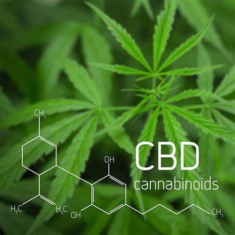 What Is Cbd Cannabidiol Essence Cannabis Dispensary