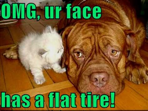 Grab Hold Of The Inspirational Funny Cat Dog Pictures With Captions