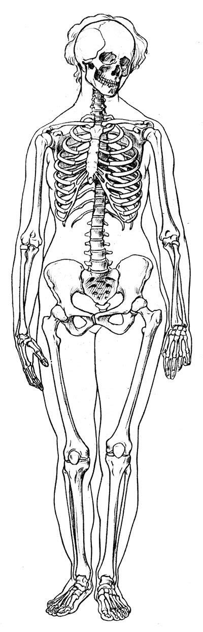 Healthcare medical center, surgery, hospital, clinic logo. Best 25+ Female skeleton ideas on Pinterest | Picture of a ...