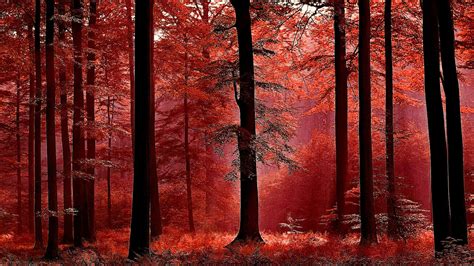 Autumn Forest Image Abyss
