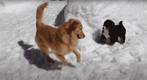 New Friendship For Golden Retriever And Bernese Dog The Dog Pals