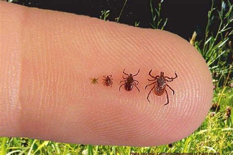 The Top 3 Methods For Removing Ticks From Skin Phillyvoice