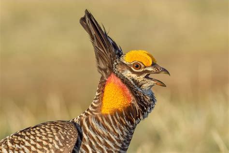 Las Imágenes Ganadoras De Los Audubon Photography Awards 2022 Las Aves