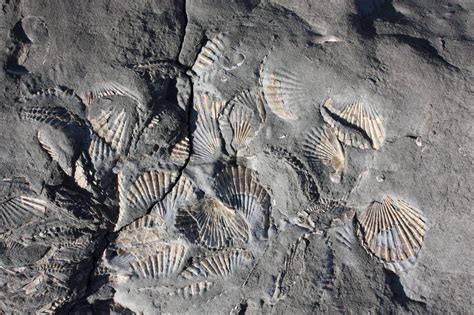 Beginners Guide To Fossil Hunting The Great Outdoors Stack Exchange