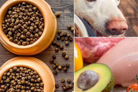 Even so, whether your dog prefers dry dog food or wet dog food, it can still be intimidating picking the right food choice for your canine friend. Top 24 Best Organic Dog Foods (And What to Know Before ...